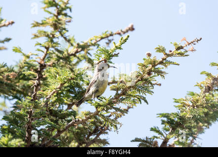 Ein thront weibliche Variable Sunbird in Debre Libanos Äthiopien Stockfoto