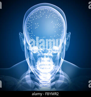 Vorderseite-Schädel-Röntgenbild Stockfoto