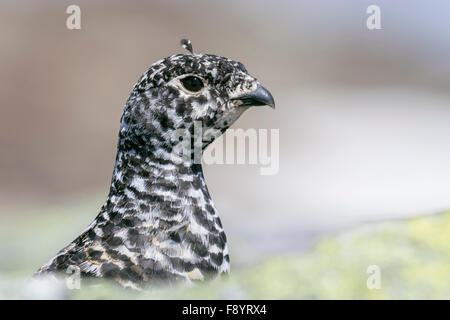 White-tailed Ptarmigan - Lagopus leucura Stockfoto