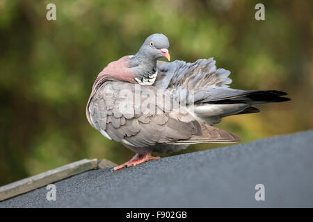 Ringeltaube Stockfoto