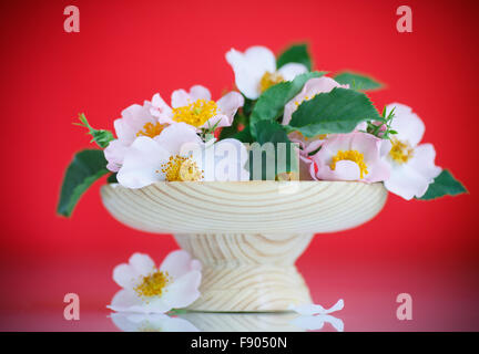 Bouquet von schönen wilden Rosen Stockfoto