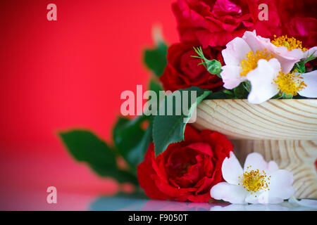 Bouquet von schönen wilden Rosen Stockfoto