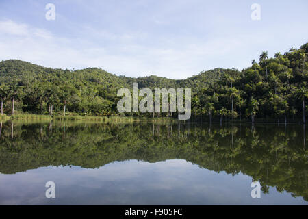 Der Wald ist selbst im See spiegeln. Stockfoto