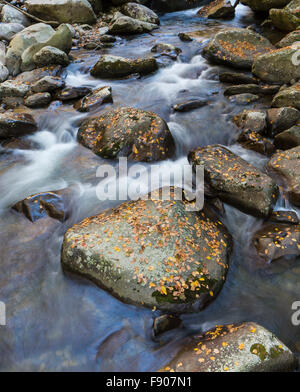 Mittlere Zinke Little Pigeon River im Bereich der Great-Smoky-Mountains-Nationalpark Tennessee Greenbrier Stockfoto