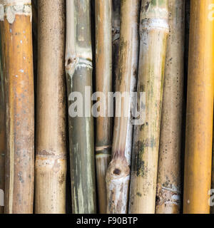 Haufen von Bambus-Stiele Stockfoto