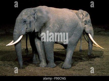 Ein "Two-headed" afrikanischen Elefanten ist in der Nacht in dieser auffälligen humorvolle Foto von The Ark, eine beliebte Safari-Lodge mit Terrassen mit Blick auf eine Wasserstelle, die alle Arten von Wild im Aberdare National Park in Kenia, Ostafrika zieht Anzeigen erfasst. Für die Tiere wertvolle Elfenbein Stoßzähne Wilderei wird voraussichtlich in den Schlachten von 100 Elefanten führen, die täglich quer durch Afrika, wo einige Naturschützer Gesamtbevölkerung glauben, so wenig wie 250.000 Elefanten dezimiert hat. Stockfoto