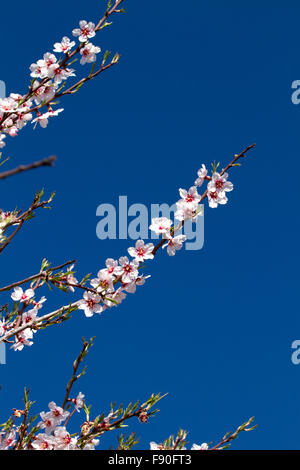 schöne Mandel Zweige voll von weißen und rosa Blüten Stockfoto