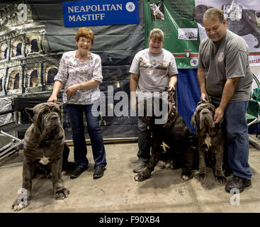 Orlando, Florida, USA. 12. Dezember 2015. Der Mastino Napoletano-Anzeige am '' treffen die Rassen '' während der WM 2015 AKC/Eukenuba. Mit mehr als 6.100 Einträgen handelt es sich um die größte Hundeausstellung in den Vereinigten Staaten in den letzten 20 Jahren statt. © Brian Cahn/ZUMA Draht/Alamy Live-Nachrichten Stockfoto