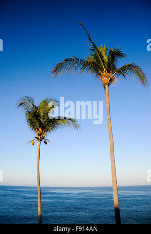 Kokospalme, Acapulco, Mexiko Stockfoto