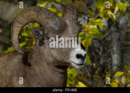 Bighorn Schafe Ram steht Warnung gegen Eindringen.  Die Lage ist Hang am Maligne Lake Road am Medicine Lake. Stockfoto