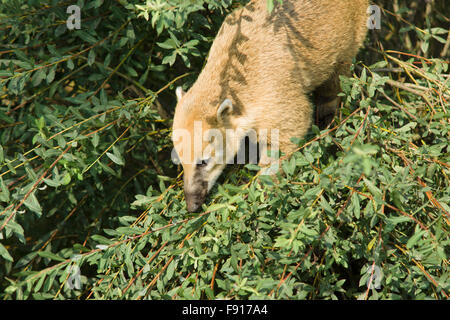 der große Nase Waschbär nach Mahlzeit sehr fröhlich Zeit verbringt Stockfoto