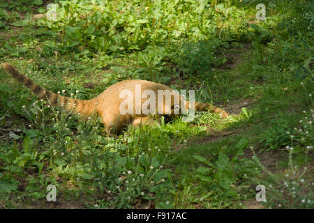 der große Nase Waschbär nach Mahlzeit sehr fröhlich Zeit verbringt Stockfoto