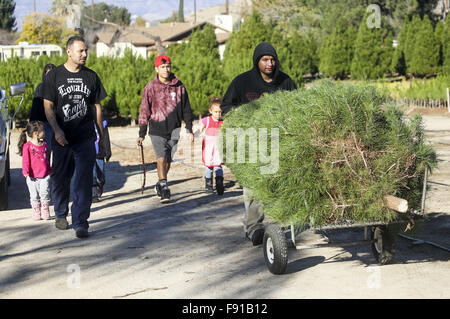 Los Angeles, Kalifornien, USA. 12. Dezember 2015. Kunden suchen einen Weihnachtsbaum zu einem Weihnachtsbaum-Bauernhof in Los Angeles, 12. Dezember 2015 zu kaufen. © Ringo Chiu/ZUMA Draht/Alamy Live-Nachrichten Stockfoto