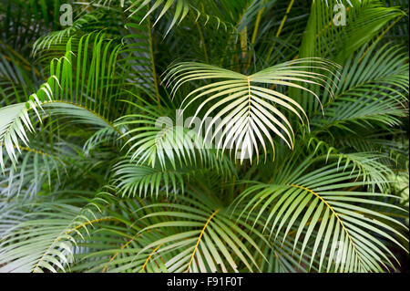 Tropischen Dschungel Hintergrund aus Schichten von grünen Palmwedel Stockfoto