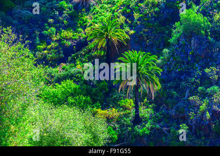 Grüne Palmen in Bergen auf Teneriffa Kanarische Inseln in Spanien Stockfoto