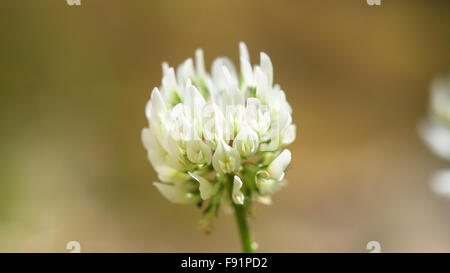 Weiße Blume Stockfoto