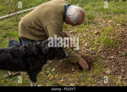 Auf der Suche nach Trüffeln mit einem Collie als Trüffelhund, bei der Trüffel-Farm in Pechalifour, Dordogne. Stockfoto