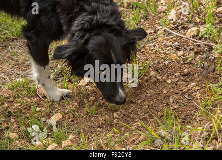 Auf der Suche nach Trüffeln mit einem Collie als Trüffelhund, bei der Trüffel-Farm in Pechalifour, Dordogne. Stockfoto