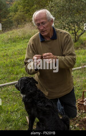 Auf der Suche nach Trüffeln mit einem Collie als Trüffelhund, bei der Trüffel-Farm in Pechalifour, Dordogne. Stockfoto
