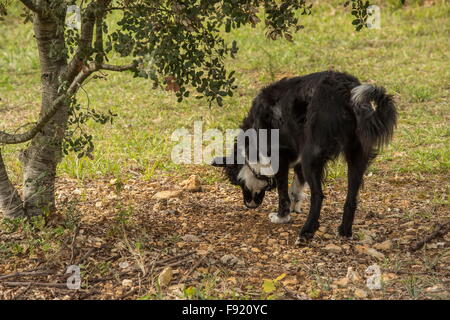 Auf der Suche nach Trüffeln mit einem Collie als Trüffelhund, bei der Trüffel-Farm in Pechalifour, Dordogne. Stockfoto