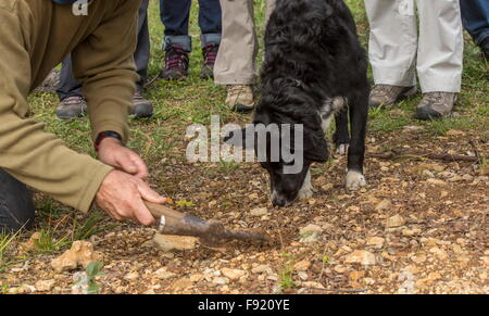 Auf der Suche nach Trüffeln mit einem Collie als Trüffelhund, bei der Trüffel-Farm in Pechalifour, Dordogne. Stockfoto