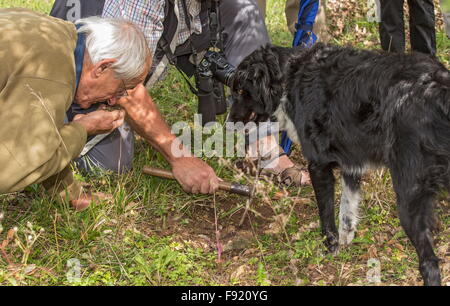 Auf der Suche nach Trüffeln mit einem Collie als Trüffelhund, bei der Trüffel-Farm in Pechalifour, Dordogne. Stockfoto