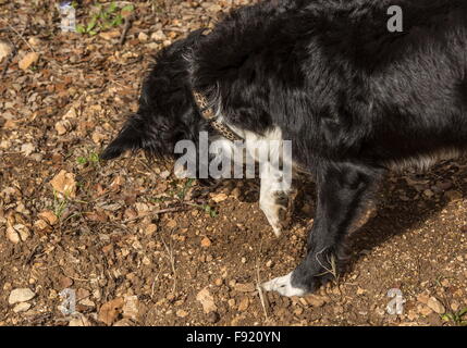 Auf der Suche nach Trüffeln mit einem Collie als Trüffelhund, bei der Trüffel-Farm in Pechalifour, Dordogne. Stockfoto