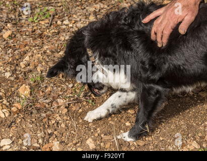 Auf der Suche nach Trüffeln mit einem Collie als Trüffelhund, bei der Trüffel-Farm in Pechalifour, Dordogne. Stockfoto