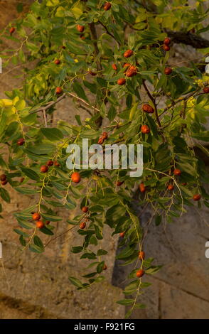 Jujube Früchte, Ziziphus Jujuba, auf dem Baum; Herbst. Stockfoto