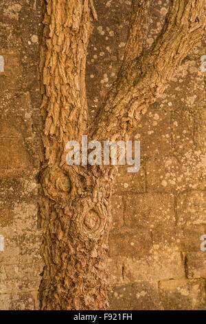 Alten Baumstamm Jujube, Ziziphus Jujuba. Stockfoto
