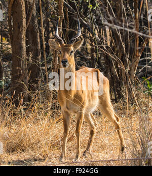 Ein einsamer Mann Puku Antilope (Kobus vardonii), South Luangwa National Park, Sambia, Afrika Stockfoto