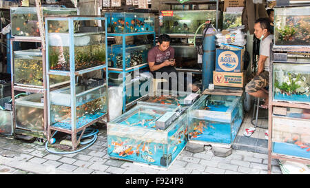 Fisch auf Verkauf, Pasar Ngasem Markt, Yogyakarta, Java, Indonesien Stockfoto