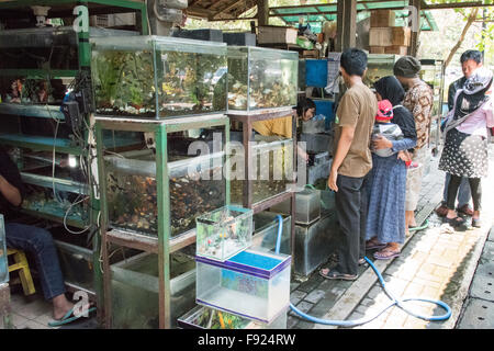 Fisch auf Verkauf, Pasar Ngasem Markt, Yogyakarta, Java, Indonesien Stockfoto