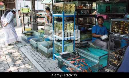 Fisch auf Verkauf, Pasar Ngasem Markt, Yogyakarta, Java, Indonesien Stockfoto