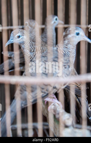 Vögel in einem Käfig, Pasar Ngasem Vogel Markt, Yogyakarta, Java, Indonesien Stockfoto