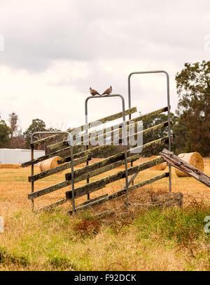 Klassische australische vernachlässigte landwirtschaftliche region Stockfoto