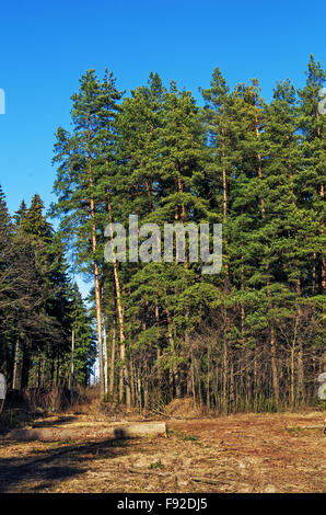 Abholzen von Bäumen in der Nähe von Wald. Stockfoto