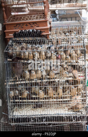 Gebote in einem Käfig am Pasar Ngasem Vogel Markt, Yogyakarta, Java, Indonesien Stockfoto