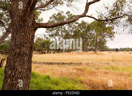 Sommer rauen Wirkung in der Landwirtschaft in Australien Stockfoto