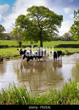 Großbritannien, England, Cheshire, Astbury, Fresian Milchkühe in Macclesfield Kanal bei heißem Wetter abkühlen Stockfoto