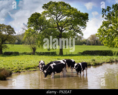 Großbritannien, England, Cheshire, Astbury, Fresian Milchkühe in Macclesfield Kanal bei heißem Wetter abkühlen Stockfoto