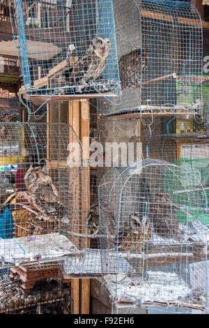 Vögel in Käfigen am Vogelmarkt Pasar Ngasem, Yogyakarta, Java, Indonesien Stockfoto