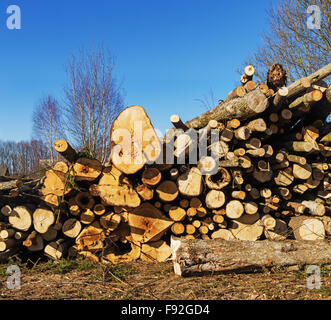 Abholzen von Bäumen in der Nähe von Wald. Stockfoto