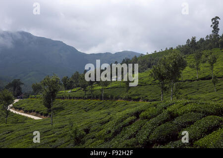 Tee-Plantage in Allapetty, in der Nähe von Munnar, Kerala, Indien Stockfoto