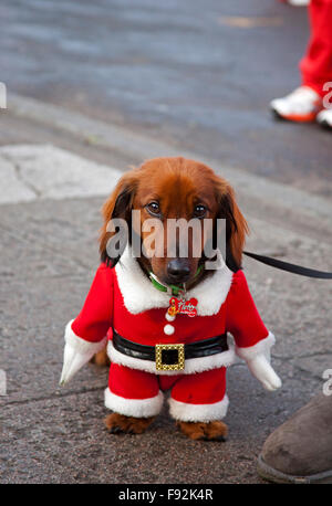 Edinburgh, Großbritannien. 13. Dezember 2015. West Princes Street Gardens, Schottland Santa's und Santa's little helpers ran ging und schlenderte um West Princes Street Gardens. Das Edinburgh Santa Fun Run & Walk Kapital für die "Wenn ein Stern in "Nächstenliebe Stockfoto