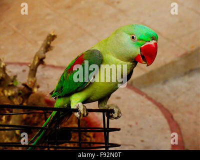 Schönen grünen indischen Papagei sitzt auf Fahrradlenker Stockfoto