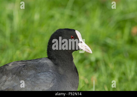 Blässhuhn (Fulica Atra), manchmal bekannt als die eurasischen Wasserhuhn. Nahaufnahme des Kopfes. Stockfoto