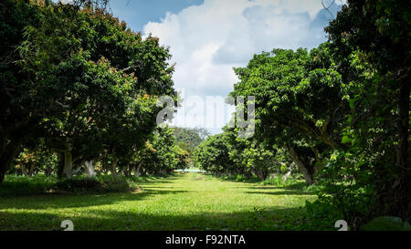 Gehweg in grünen Litschi-Baumschule Stockfoto