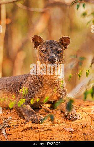 Ein Porträt von einem ruhenden männlichen Fossa im Nationalpark Kirindy, Madagaskar. Stockfoto