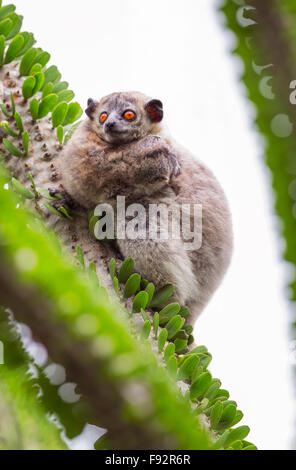 Eine weiße leichtfüßig sportliche Lepilemur Mutter mit Baby, Berenty Reserve, Madagaskar. Stockfoto